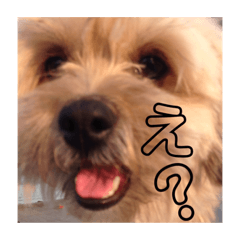 [LINEスタンプ] きなこ君