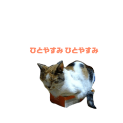[LINEスタンプ] 猫のキリコのスタンプです