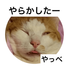 [LINEスタンプ] うちのねこだけど