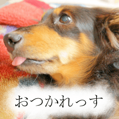 [LINEスタンプ] 愛犬ラッシュ君のきもち ～写真スタンプ～
