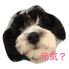 [LINEスタンプ] コイト君
