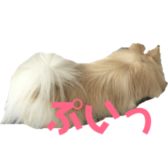 [LINEスタンプ] ポメのみるくちゃん