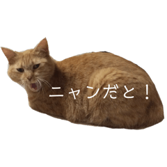 [LINEスタンプ] 茶トラの一日  猫  ネコ にゃんこ ねこ