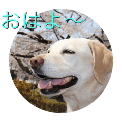 [LINEスタンプ] おちゃろの毎日