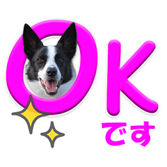 [LINEスタンプ] ボーダーコリーの連絡用スタンプ