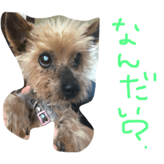 [LINEスタンプ] のんdog2