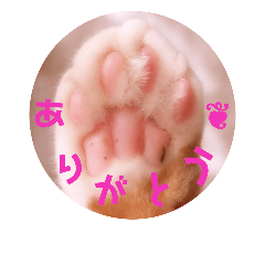 [LINEスタンプ] 普段使いのネコスタンプ