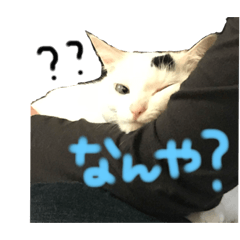 [LINEスタンプ] うちの猫様。