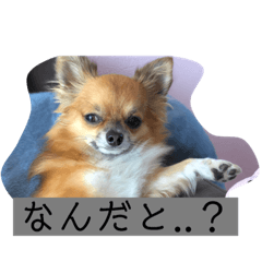 [LINEスタンプ] チワワ の ぷーちゃん