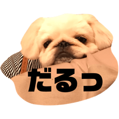 [LINEスタンプ] まめちゃんの日常1