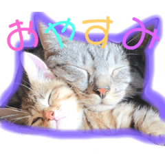 [LINEスタンプ] ぬくぬくねこ