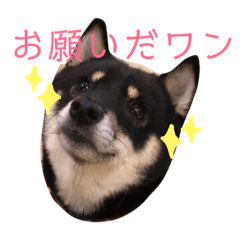 [LINEスタンプ] 芝犬スタンプ