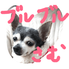 [LINEスタンプ] チワワのココちゃん❤️
