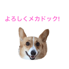 [LINEスタンプ] コーギーリッチスタンプ