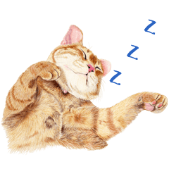 [LINEスタンプ] 手描きねこちゃん