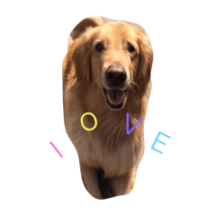 [LINEスタンプ] ゴールデンレトリバーアッシュ