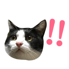 [LINEスタンプ] ハチとアンコ 2