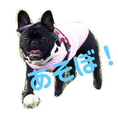 [LINEスタンプ] フレンチブルドッグ凛