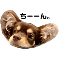 [LINEスタンプ] チワワそらのつぶやき