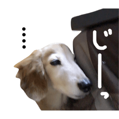 [LINEスタンプ] レイド♡#犬 #ミニチュアダックス #写真