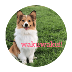 [LINEスタンプ] フラッフィーコーギー
