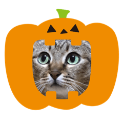 [LINEスタンプ] 鍵しっぽのちっぴ