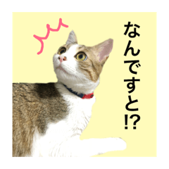 [LINEスタンプ] ウニツナ 時々 コハダちゃん