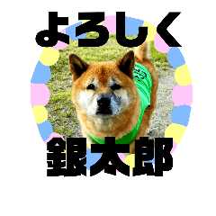 [LINEスタンプ] 銀太郎