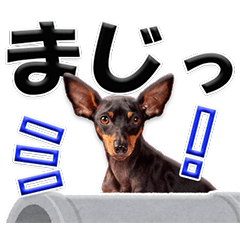 [LINEスタンプ] ミニピン頻出ワード