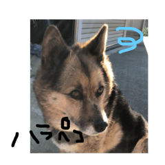 [LINEスタンプ] おいぬのすたんぷ
