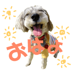 [LINEスタンプ] 愛犬soraくん