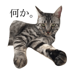 [LINEスタンプ] 愛猫しっぽのスタンプ