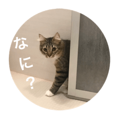 [LINEスタンプ] ノルウェージャンフォレストキャットの猫