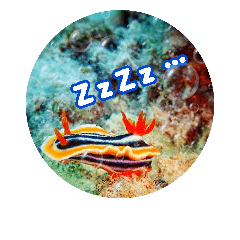 [LINEスタンプ] うみやま～その②海の生き物