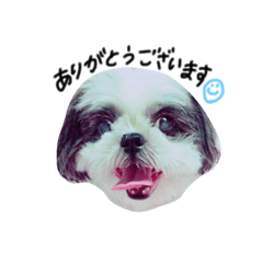 [LINEスタンプ] ちゃおすけ。