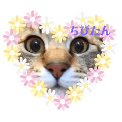 [LINEスタンプ] 猫のちびたろくん