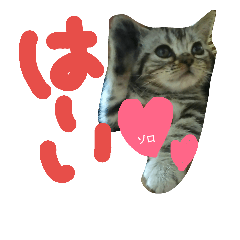 [LINEスタンプ] ゾロたんスタンプ