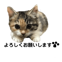 [LINEスタンプ] あめち