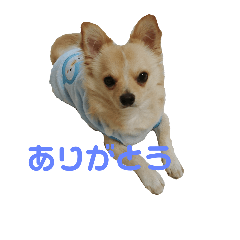 [LINEスタンプ] あおたんのすたんぷ☆