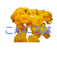 [LINEスタンプ] アメニティーさくら2