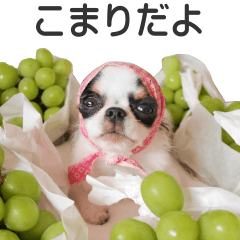 [LINEスタンプ] 小鞠といっしょ♪