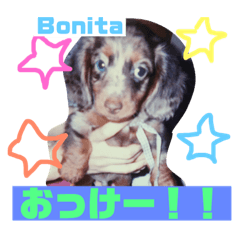 [LINEスタンプ] ミニチュアダックスフントのボニータ君