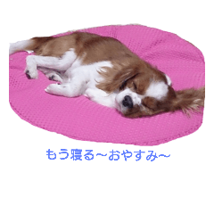 [LINEスタンプ] かわいいげんちゃんの日常❤️