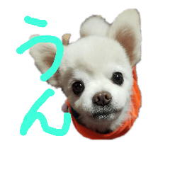 [LINEスタンプ] よんよんの日常