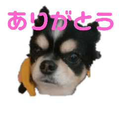 [LINEスタンプ] まろきゅ