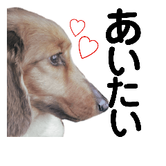 [LINEスタンプ] ダックスフンドの柚子とたまにまりも