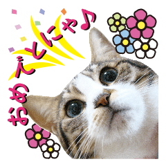 [LINEスタンプ] 猫のセラちゃん(日常会話編)