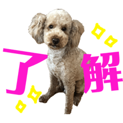 [LINEスタンプ] 小泉兄妹のすたんぷ2