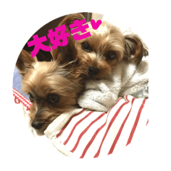 [LINEスタンプ] 我が家の三姉妹ヨーキー・mana ＆mano