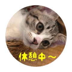 [LINEスタンプ] うちの てまり